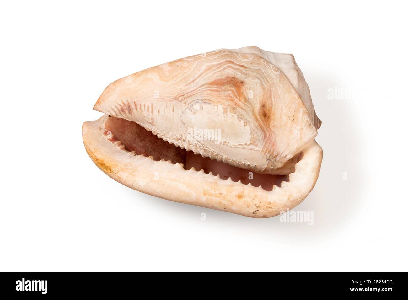 Giant shell of a sea gastropod Cassis Cornuta in pink tones isolated on white background Stock Photo