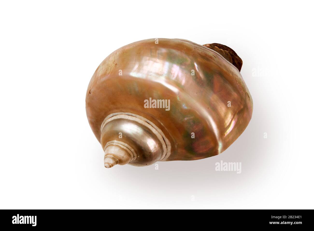 Giant iridescent pearl shell of a sea gastropod isolated on white background Stock Photo