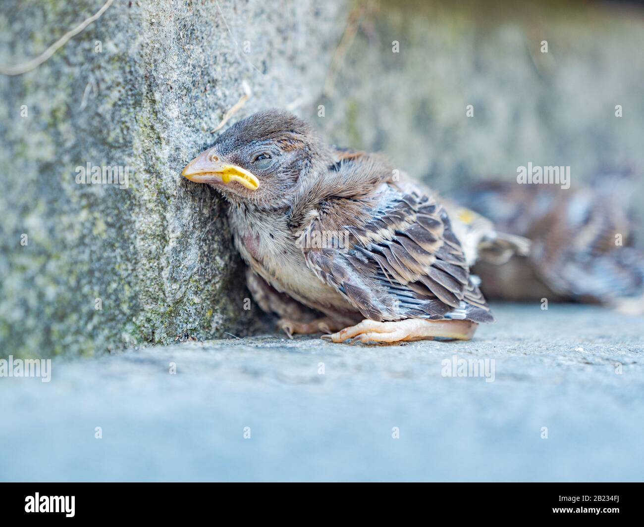 Baby Sparrows High Resolution Stock Photography And Images Alamy