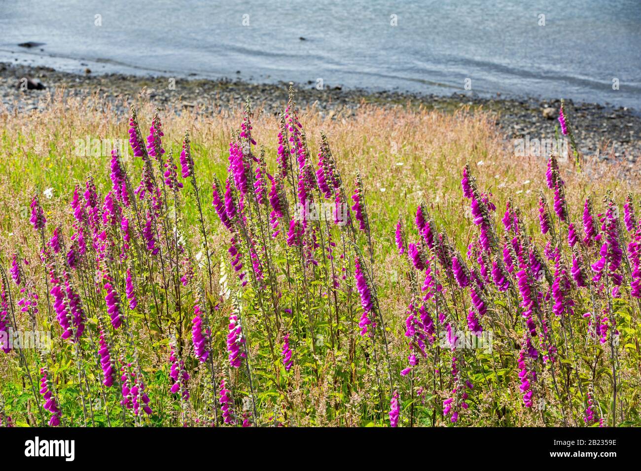 Foxgloves a none native plant to Chile growing near Seno Obstruccion with solar panels, Patagonia, Chile. Stock Photo