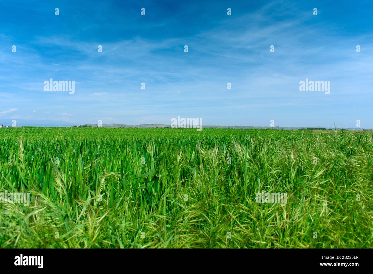 field with green ears down on a sunny day with a blue sky Stock Photo