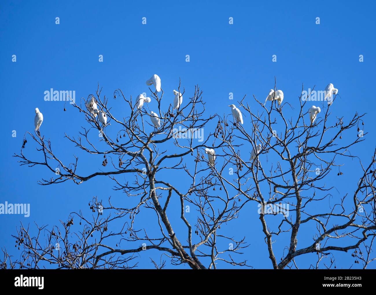 A flock of white cattle egrets are perched in a leafless tree with a beautiful blue sky background in San Mateo, Costa Rica. Stock Photo
