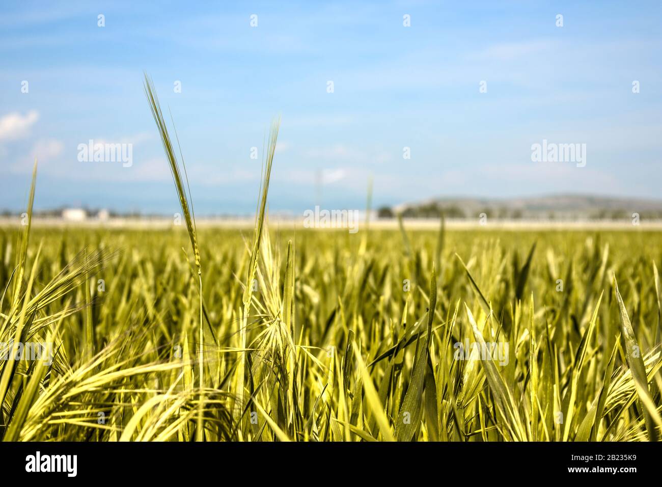 field with gold ears down on a sunny day with a blue sky Stock Photo