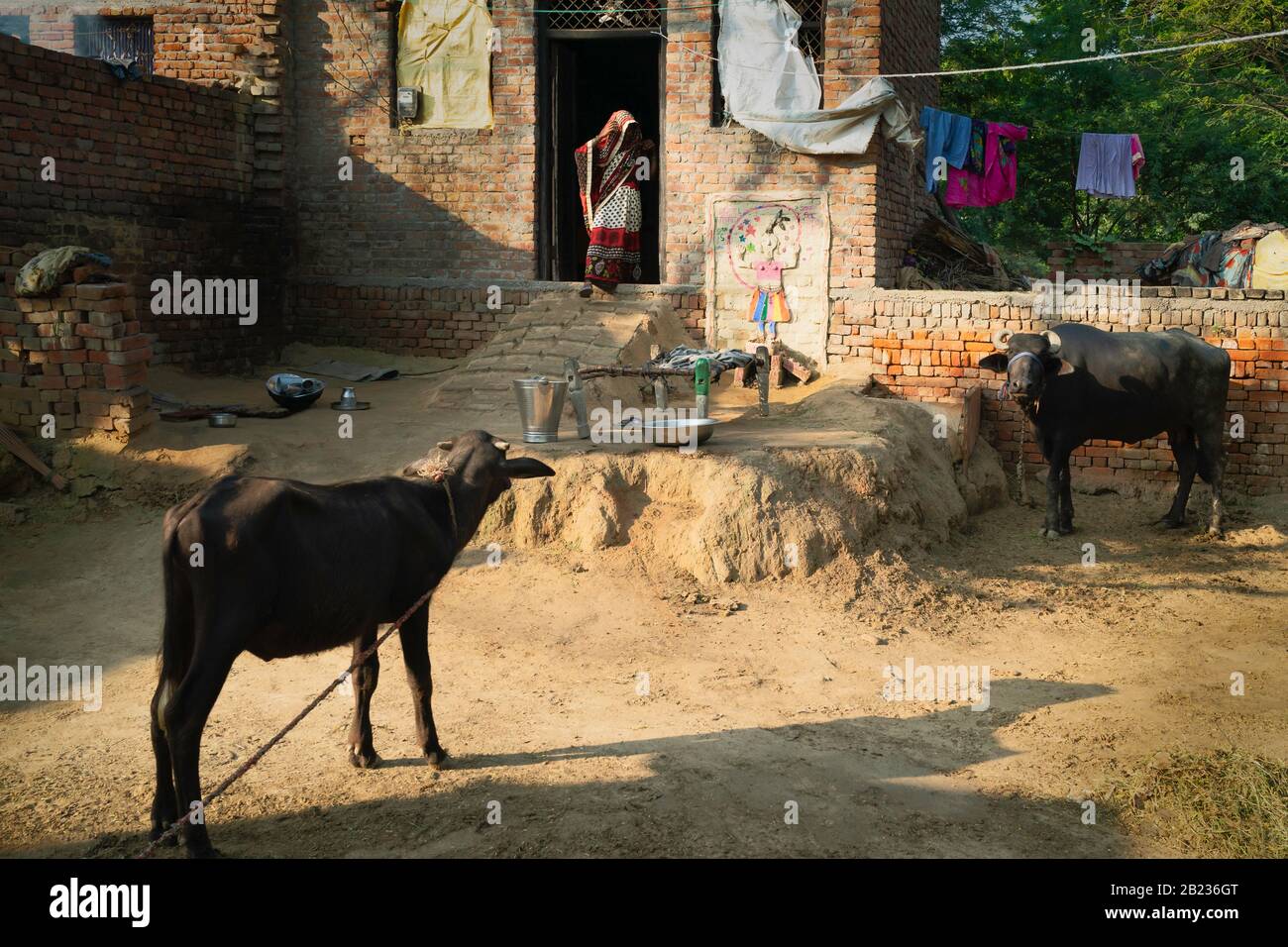 Woman in traditional clothes at doorway of small brick house and family  buffalo outside in rural village near Vrindavan, Uttar Pradesh, India Stock  Photo - Alamy