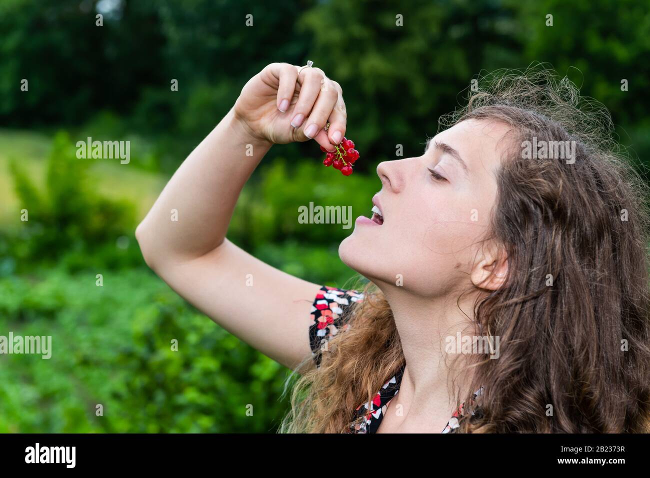 Woman eating red currant berries by plant bush in Russia or Ukraine garden dacha farm with fruit into open mouth Stock Photo