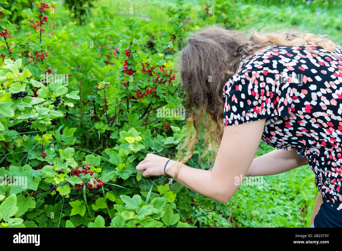 Hanging red currant berries ripening on plant bush in Russia or Ukraine garden dacha farm with young girl woman hand picking holding fruit Stock Photo