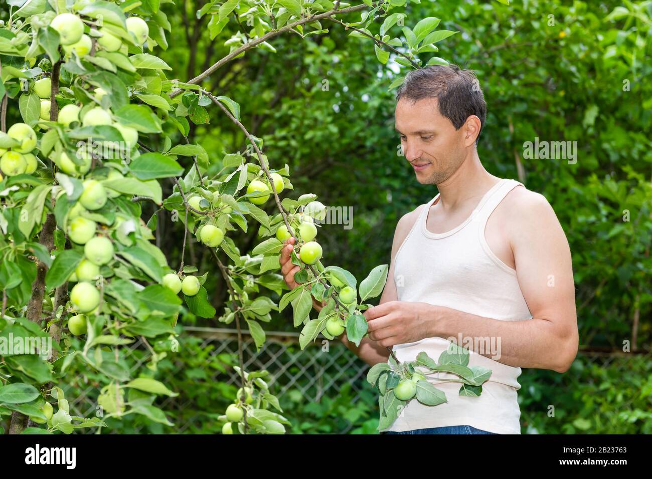 Unripe green apples on tree in Russia or Ukraine garden dacha farm with young man farmer picking holding smiling by fruit Stock Photo