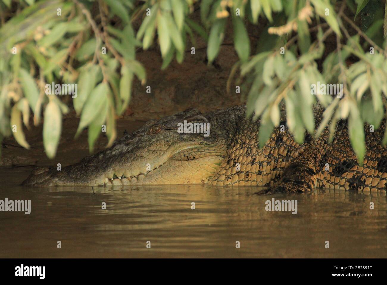 Estuarine Crocodile, Lower Kinabatangan, Sabah, Borneo, Malaysia Stock ...
