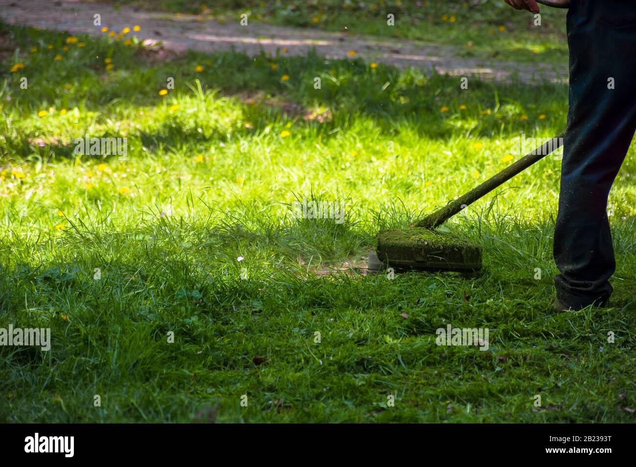 grass trimming work in the park. professional lawn care service using gasoline trimmer in shade of the trees Stock Photo