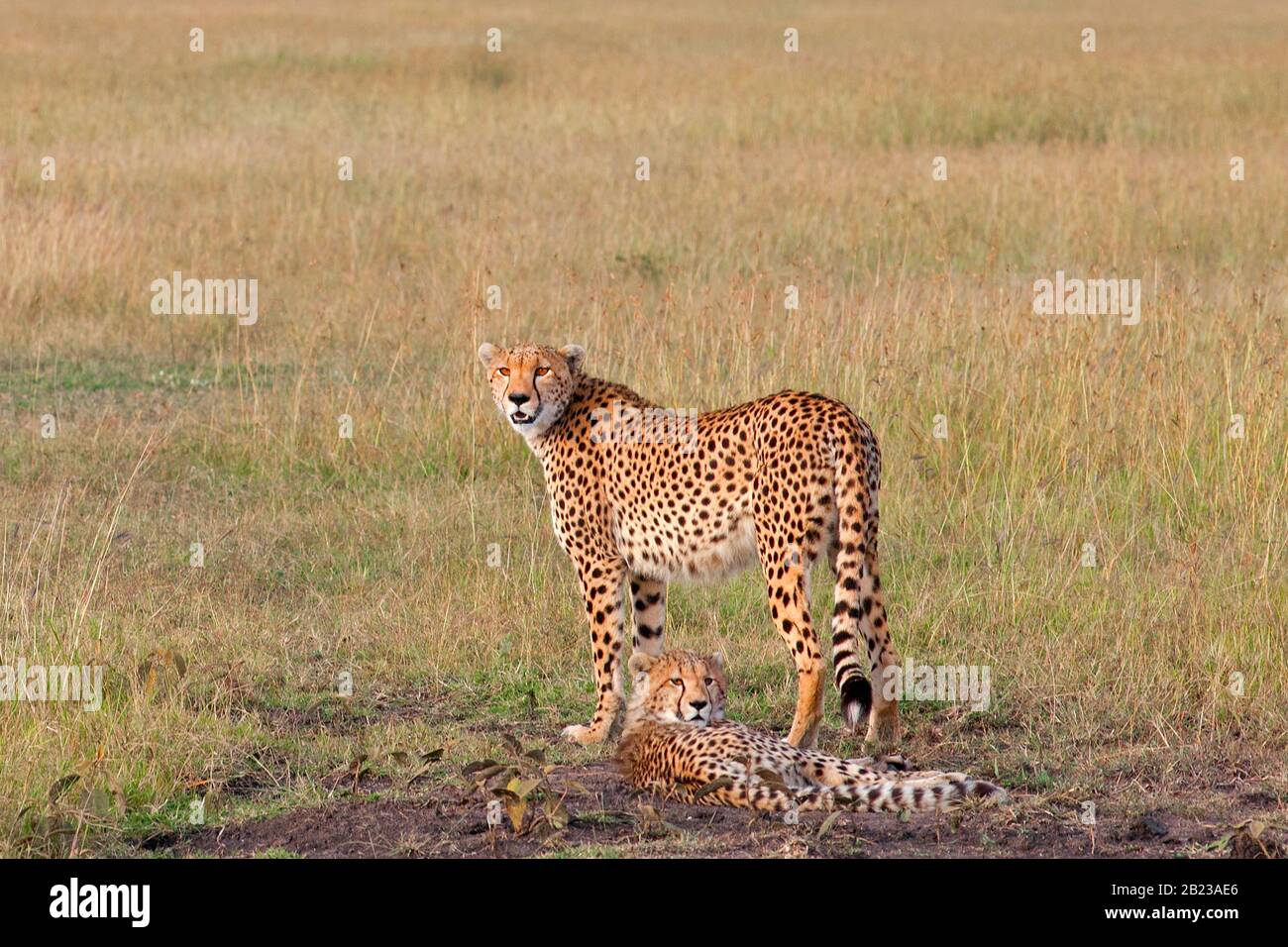 Gepard - Cheetah Stock Photo