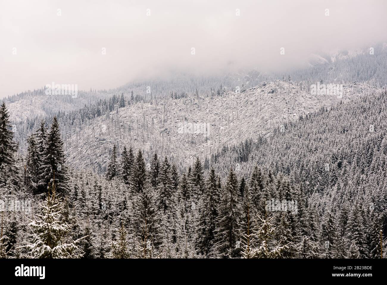Windfall in forest. Storm damage. Fallen trees in coniferous forest