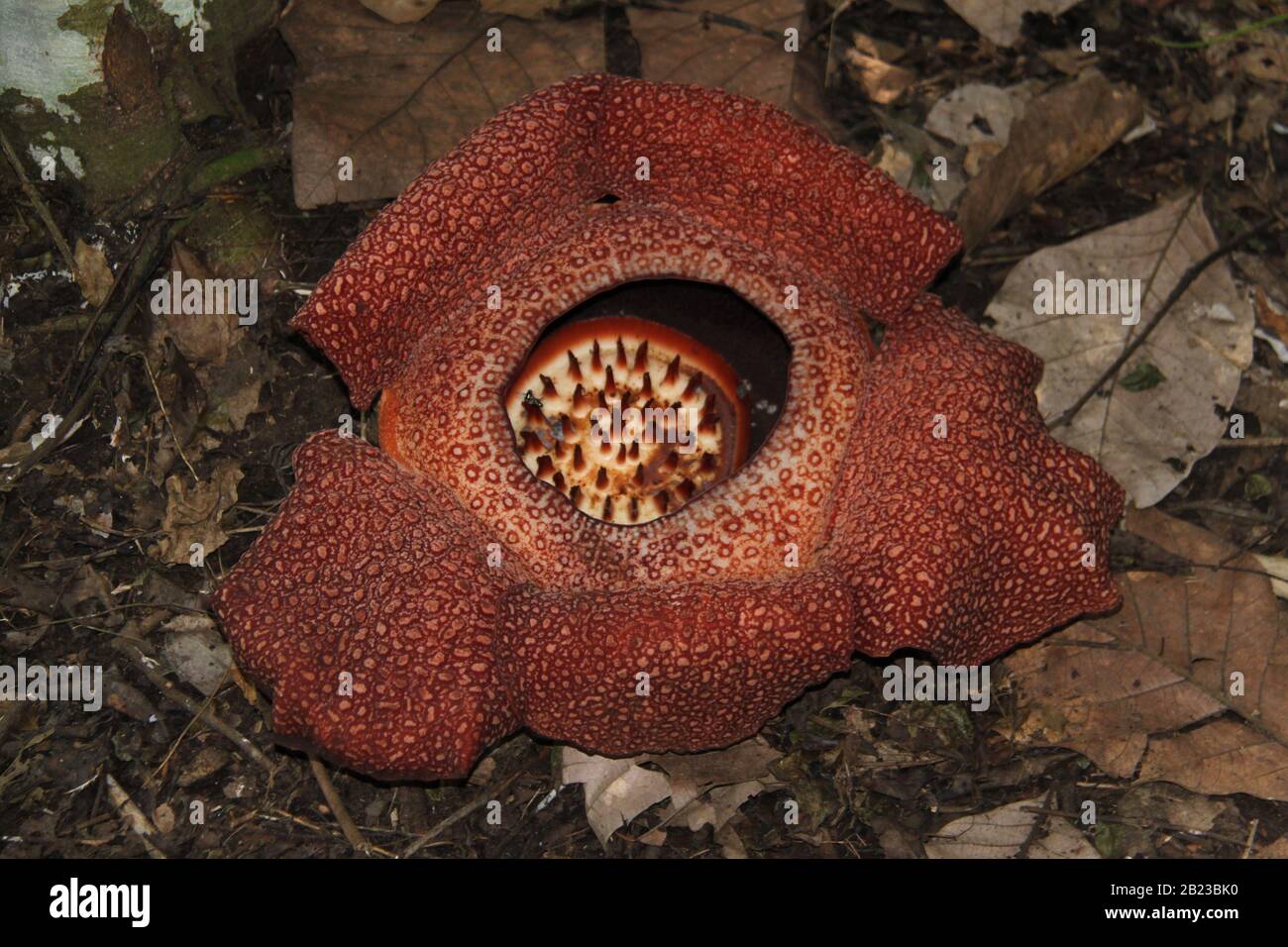 Rafflesia The largest flower in the world, Borneo island Stock Photo
