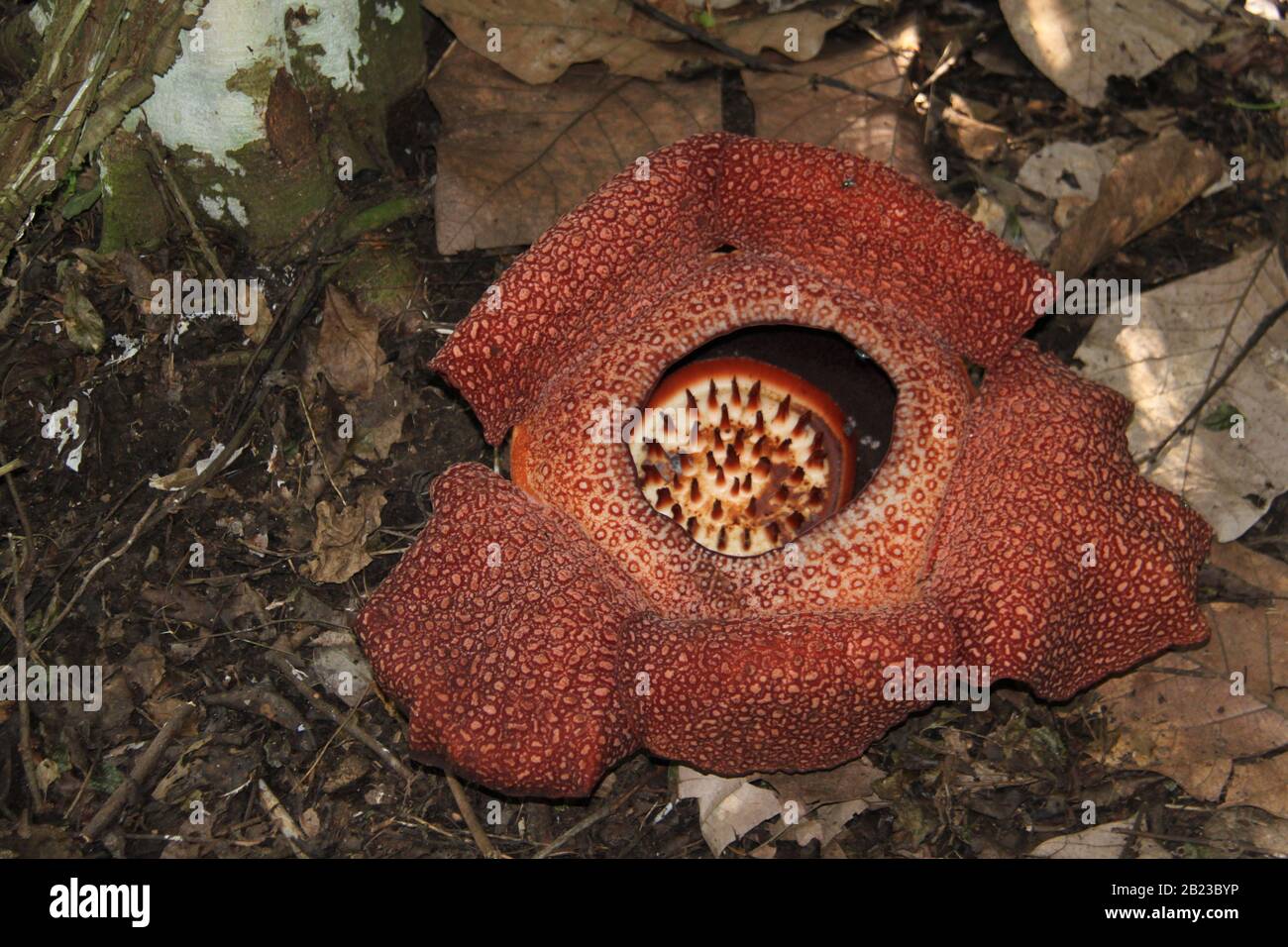 Images Largest Flower In The World Stock Photos Largest Flower In The