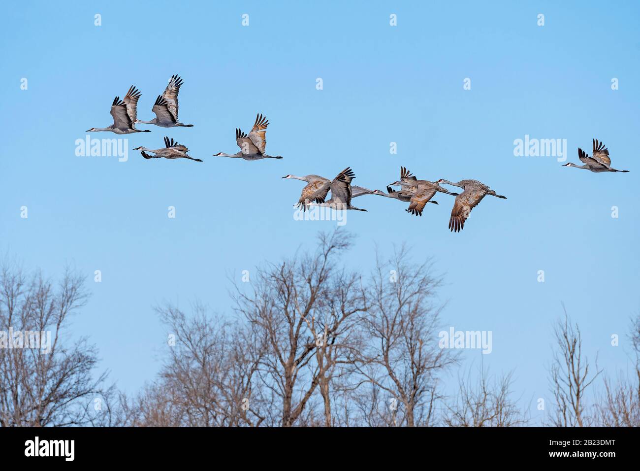 Cranes Taking Off Above the Cottonwoods near Kearney, Nebraska Stock Photo