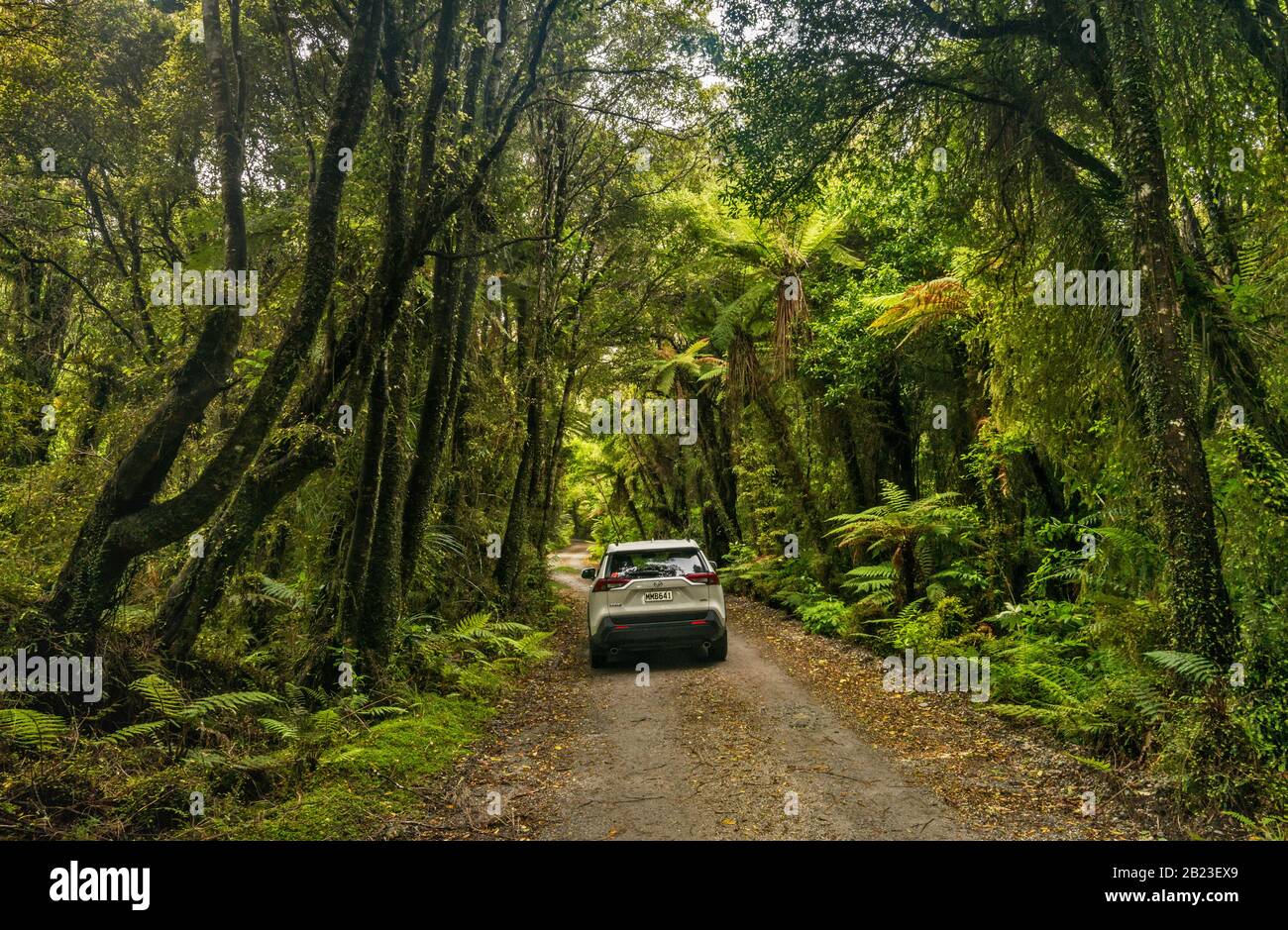 Road to Lake Mahinapua Scenic Reserve, native bush near town of Hokitika, West Coast Region, South Island, New Zealand Stock Photo