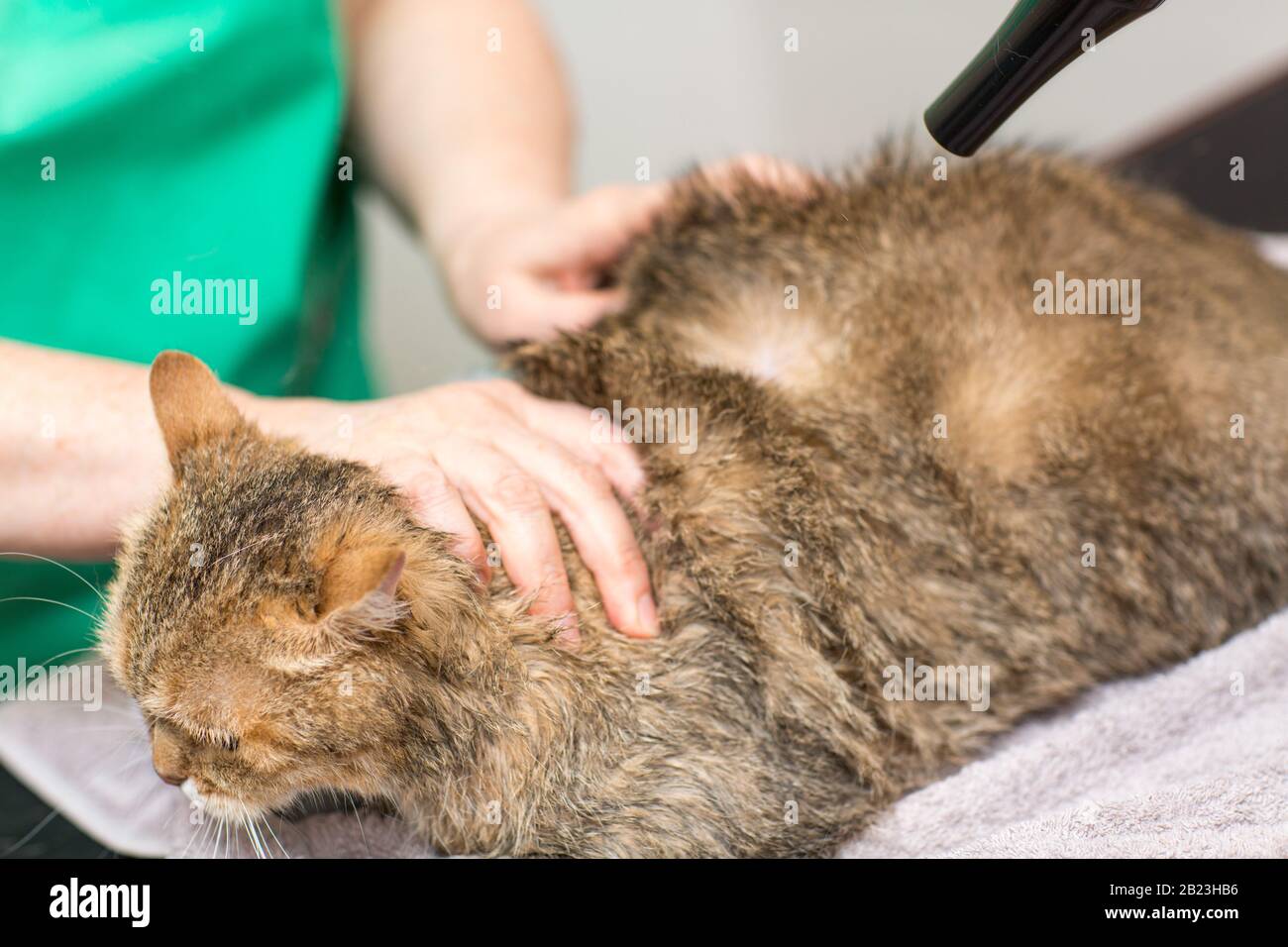 cat grooming flea bath