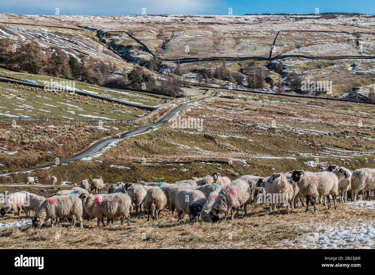 A flock of sheep tucking into hay at a wintry Coldberry, Teesdale. UK Stock Photo