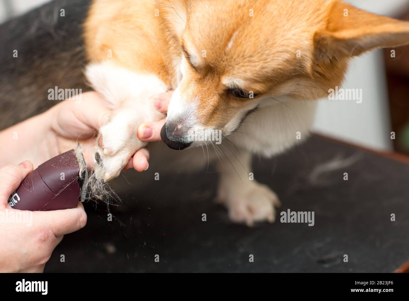Dog hairdressing hi-res stock photography and images - Alamy