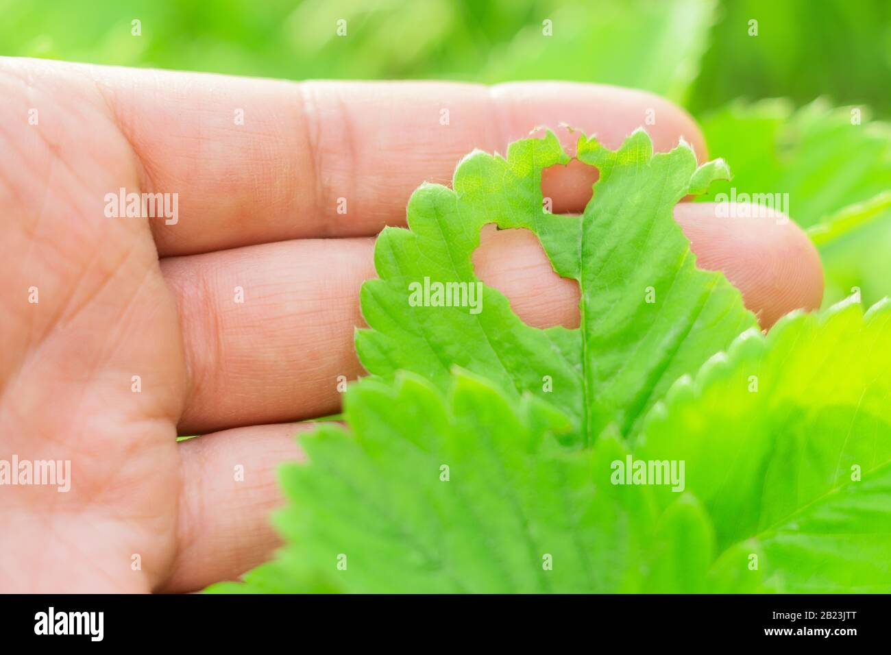 Strawberry Disease. affected leaves are White Spotting Close Up. Fight Diseases. Stock Photo