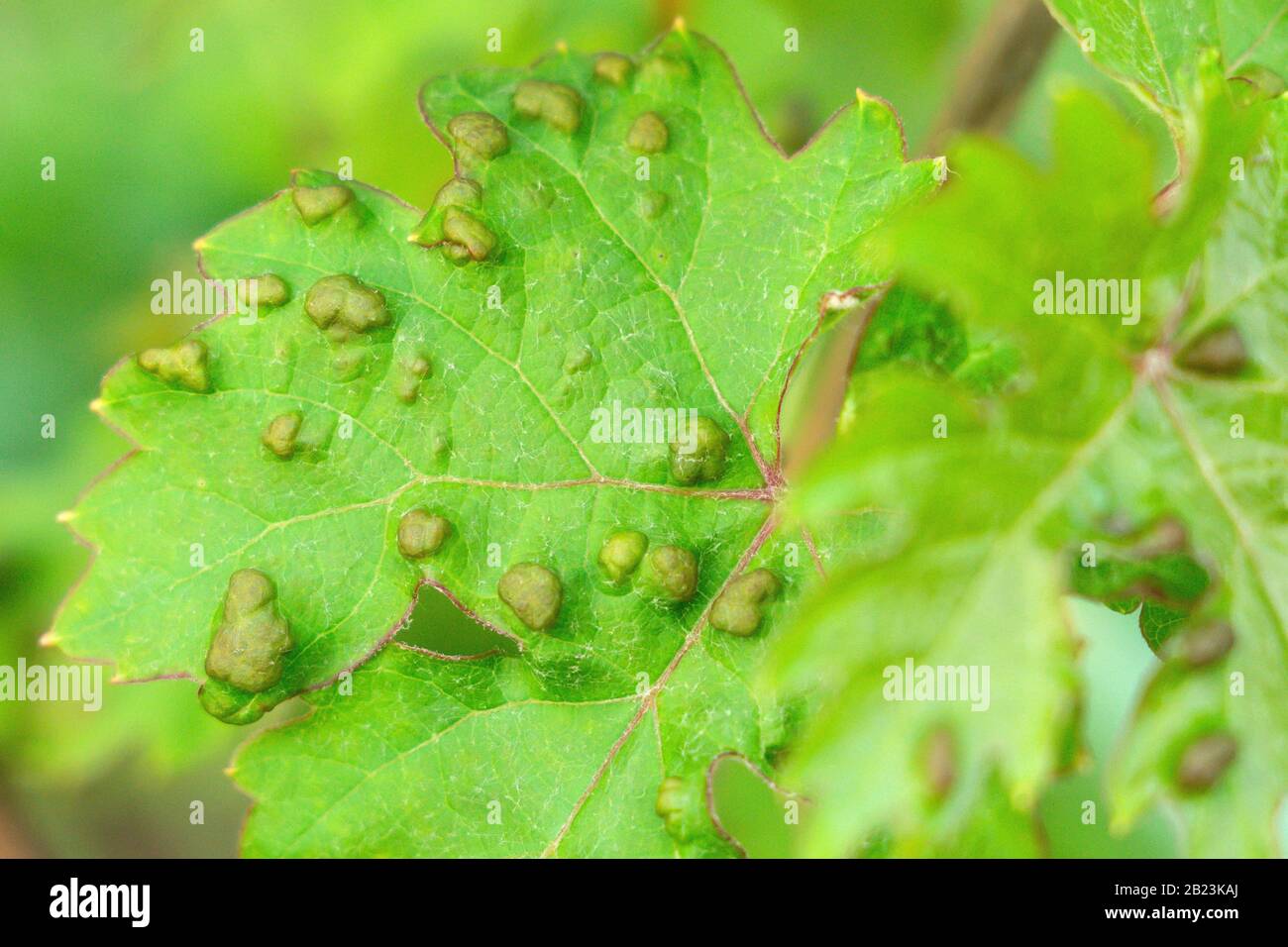 Grape Vine Disease High Resolution Stock Photography and Images Alamy