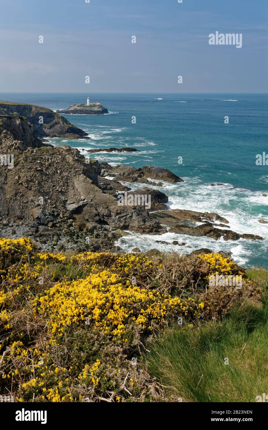 Godrevy Lighthouse viewed from coastal clifftop with flowering Common Gorse (Ulex europaeus) bushes, near St. Ives, Cornwall, UK, April 2019. Stock Photo