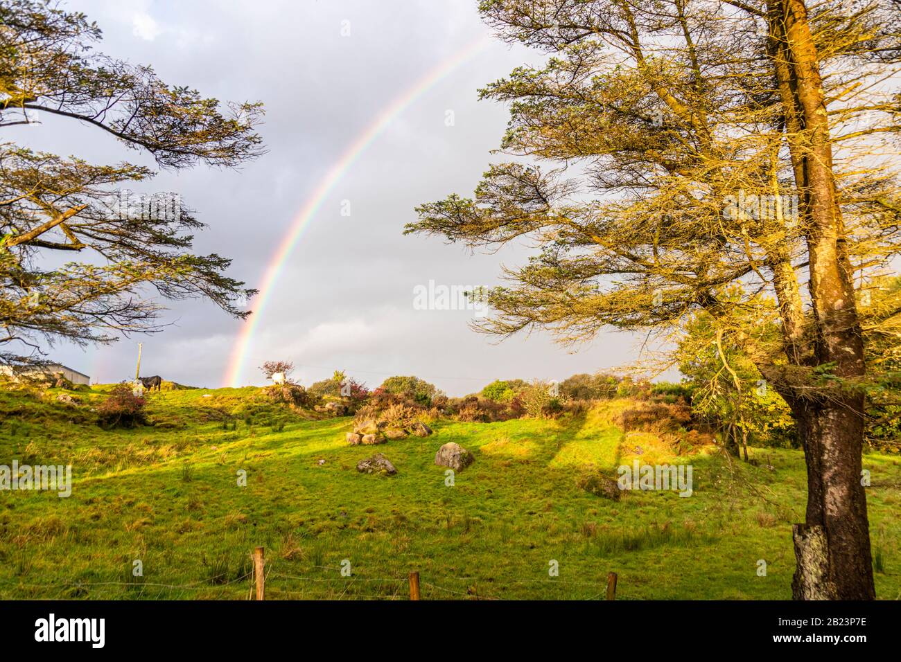 A rainbow appears between two trees above a boulder-strewn pasture in County Donegal, Ireland. A cottage and pasture fence posts line the green landscape in the foreground. Stock Photo