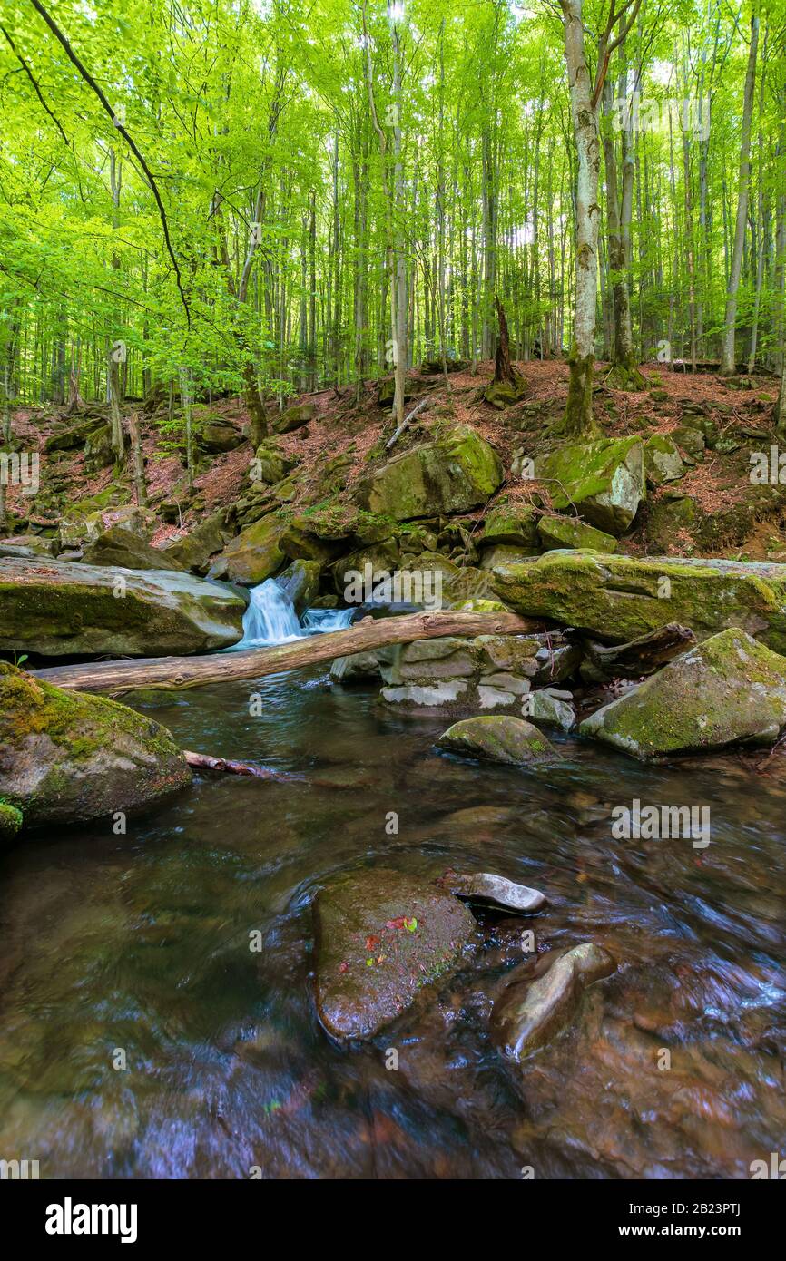 water stream in the beech forest. beautiful nature scenery in spring ...
