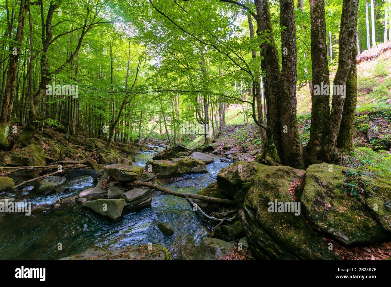 water stream in the beech forest. stunning nature scenery in spring ...