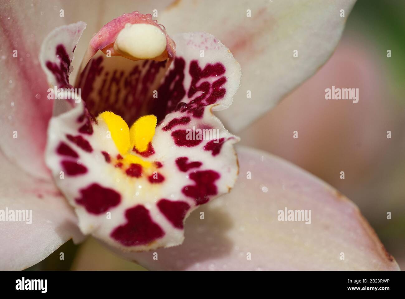 Orchid - Burrageara Stefan Isler, flower detail Stock Photo