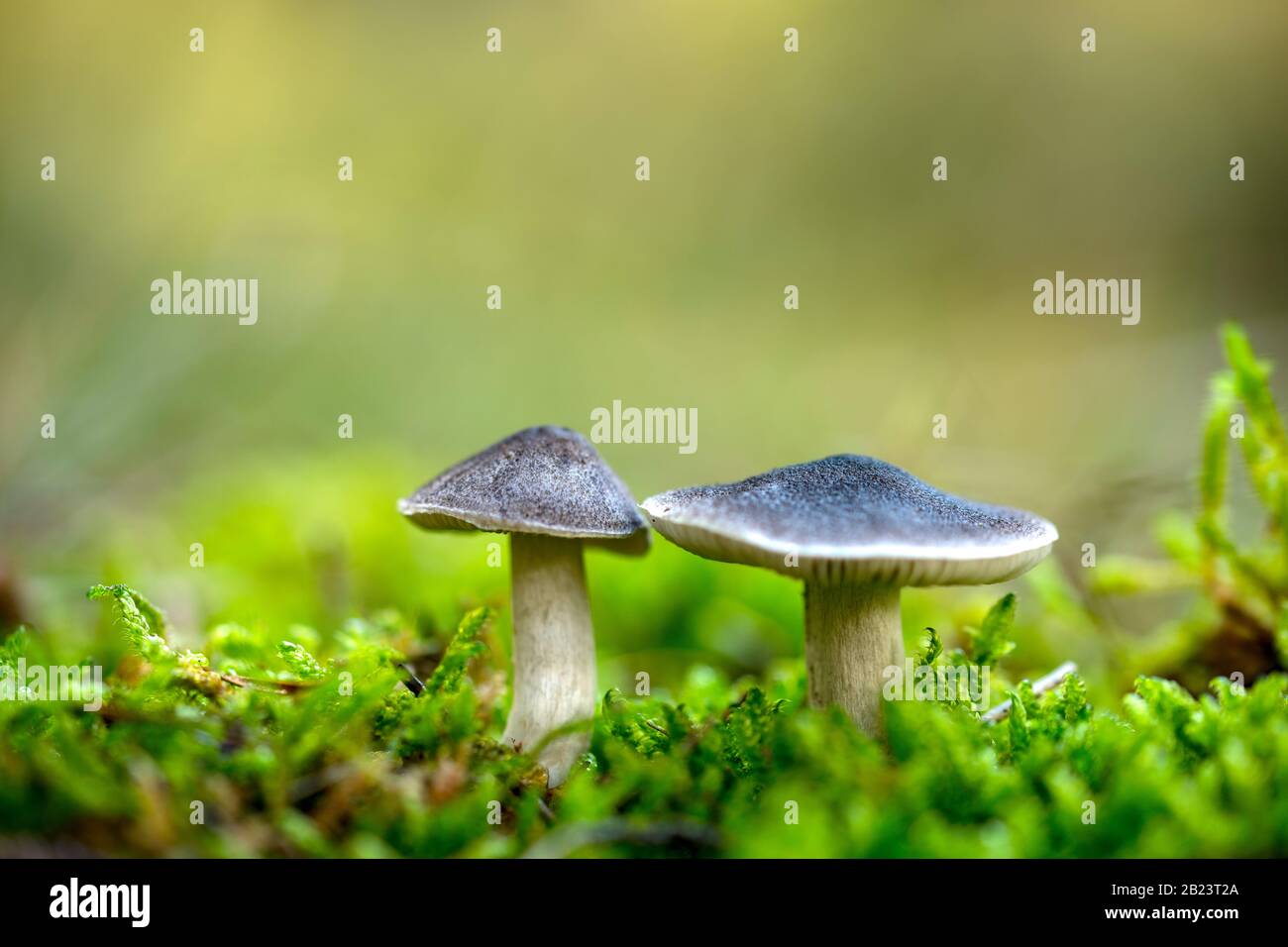 The mushroom Tricholoma terreum, edible mushroom in the forest, Autumn grow in the autumn forest Stock Photo