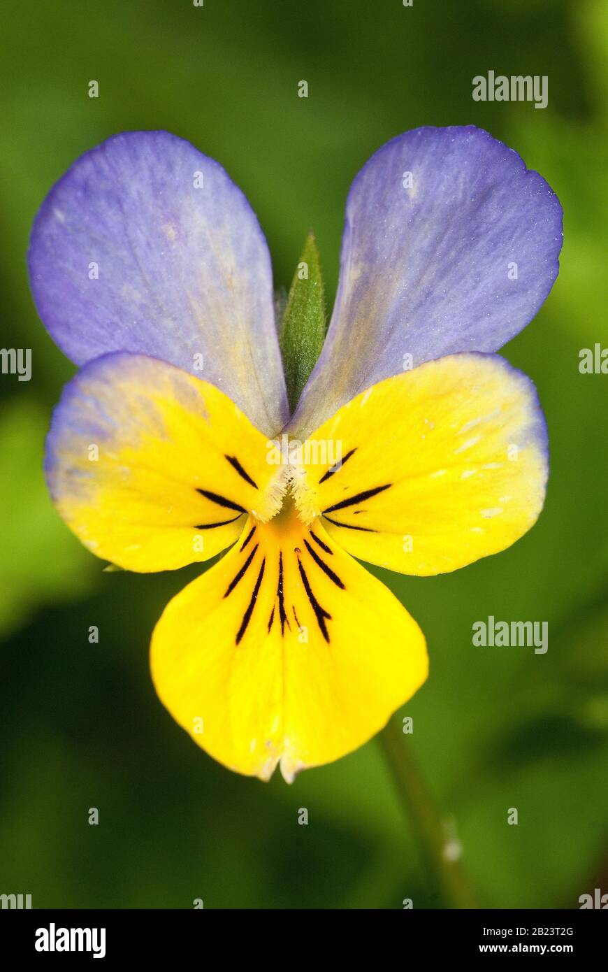 Viola tricolor, detail of the flowers in their natural environment Stock Photo