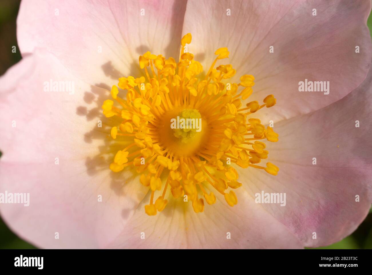 wild rose, Rosa canina, is a thorny deciduous shrub of the Rosaceae ...
