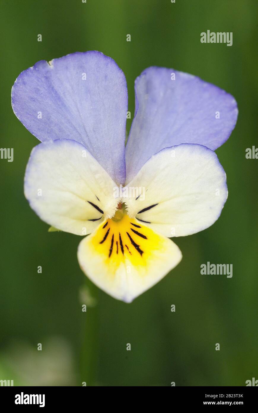 Viola tricolor, detail of the flowers in their natural environment Stock Photo