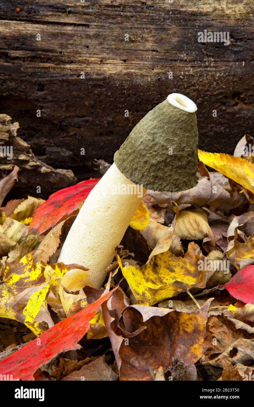 Ravenel's Stinkhorn, an eastern North American fungus, is usually found growing near decaying wood is noted for its foul odor and phallic shape when m Stock Photo