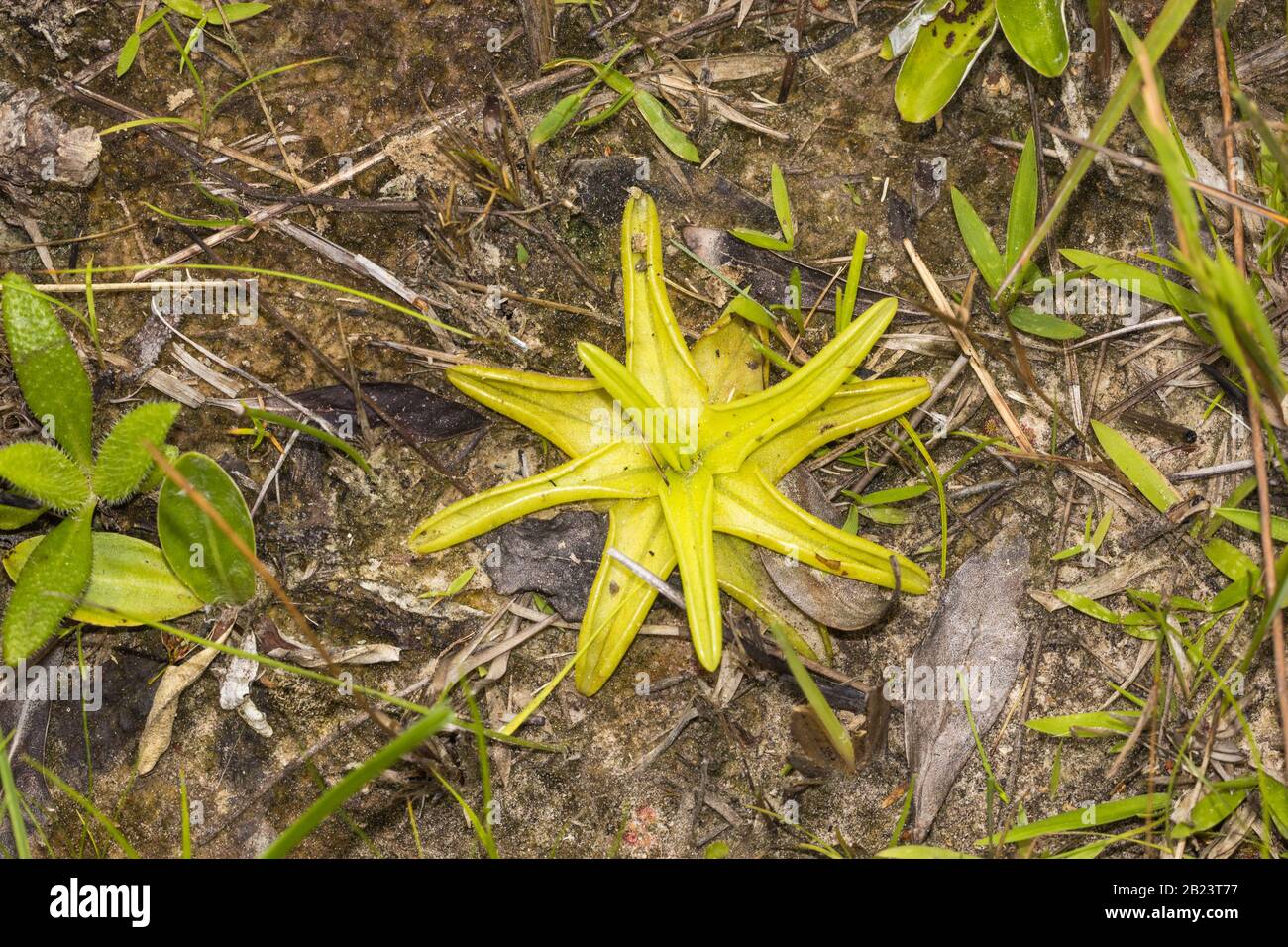 Pinguicula sp. (Butterwort) in Stone County, Mississippi, USA Stock Photo