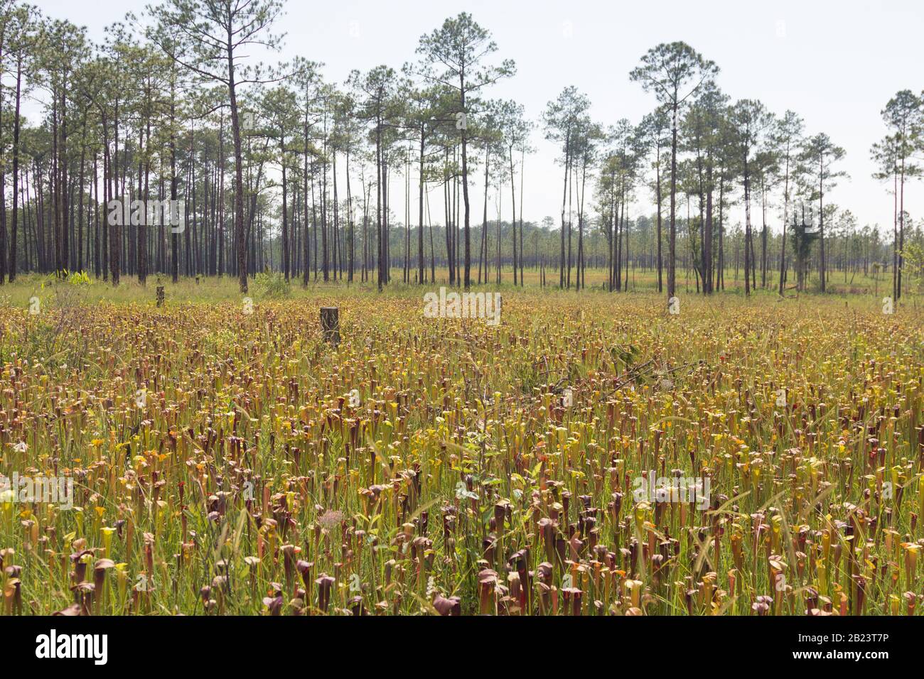 Sarracenia alata in Stone County, MIssissippi, USA Stock Photo Alamy