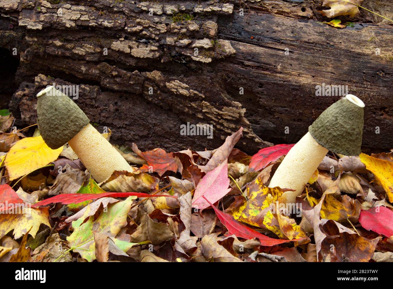 Ravenel's Stinkhorn, an eastern North American fungus, is usually found growing near decaying wood is noted for its foul odor and phallic shape when m Stock Photo
