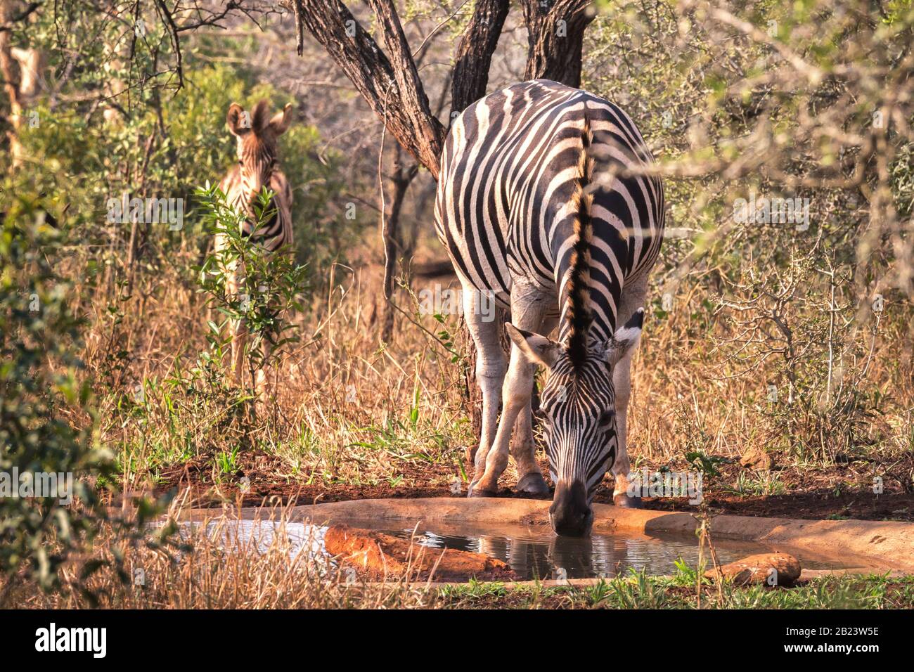 Zebra Mother And Baby At Waterhole Hlane Game Reserve Swaziland The