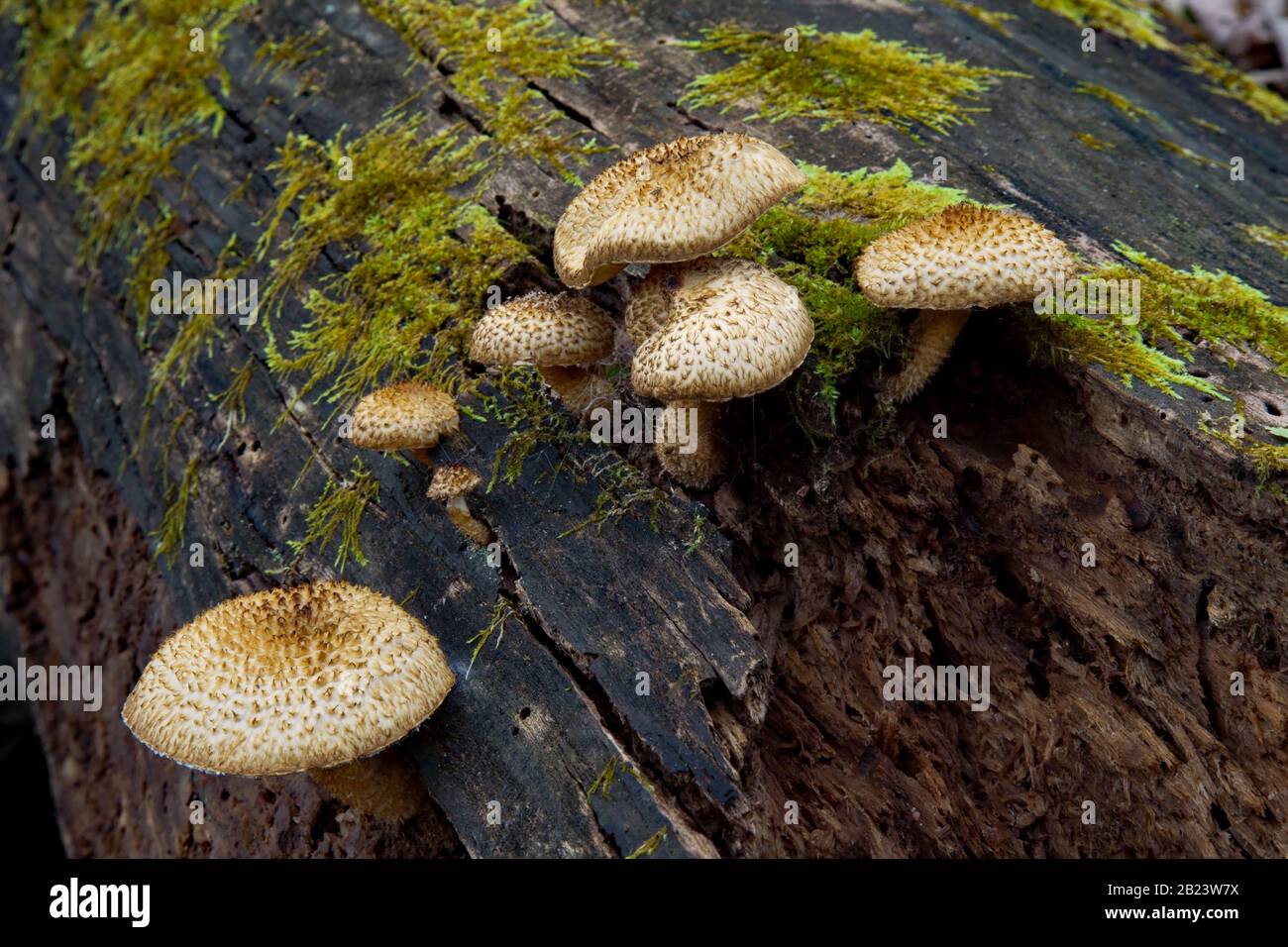 Scaly Pholiota is common in Europe and North America and is considered  a parasite on deciduous trees. Stock Photo