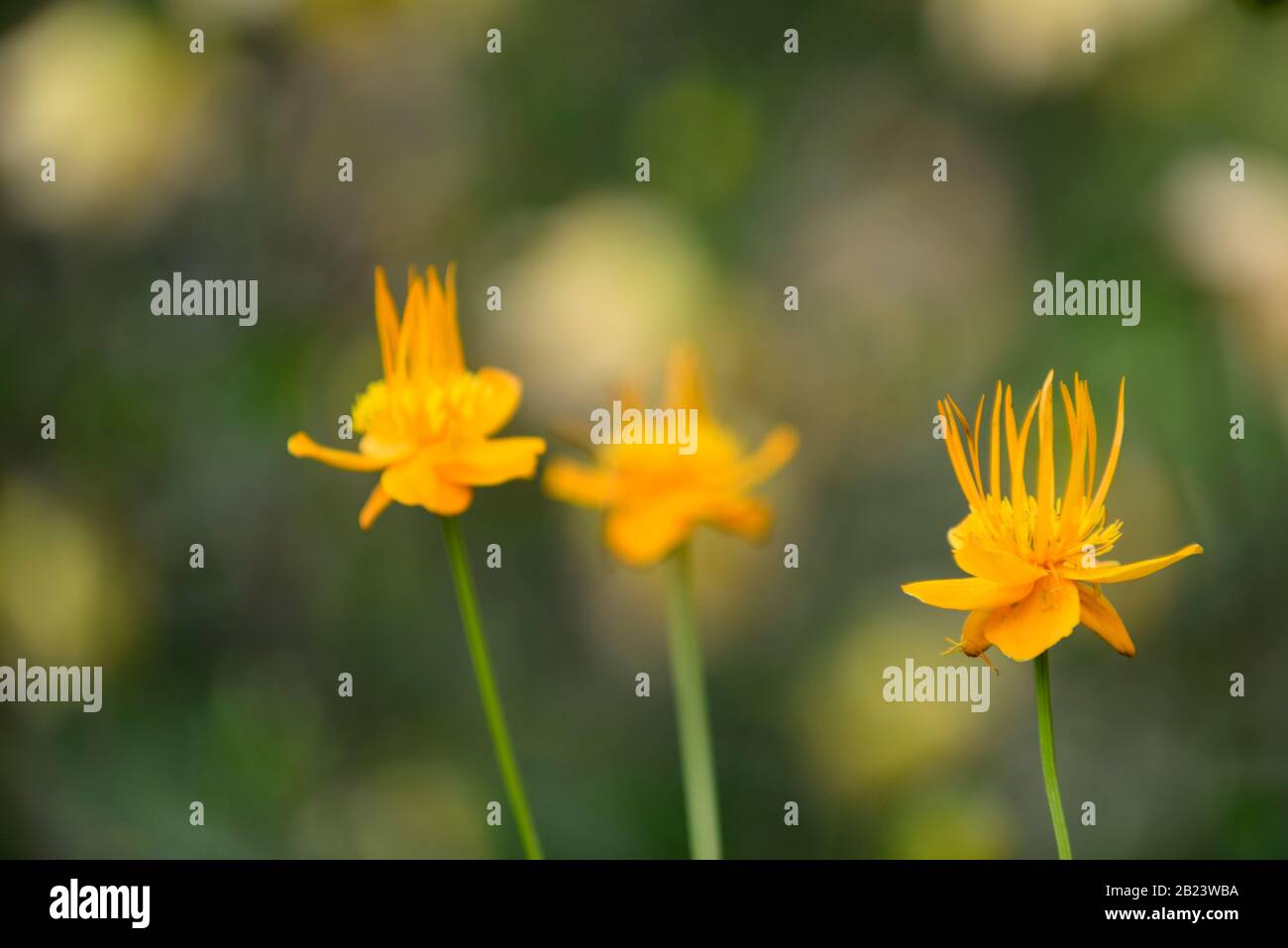 Trollius × cultorum Orange Princess,flower,flowers,orange flowers,,flowering,RM Floral Stock Photo