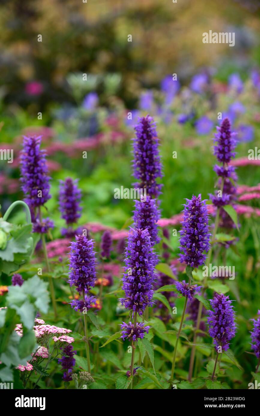 Agastache Blue Boa,Anise Hyssop,deep violet-blue flower spikes,green foliage,flowers,flowering,perennial,garden,gardens,RM Floral Stock Photo