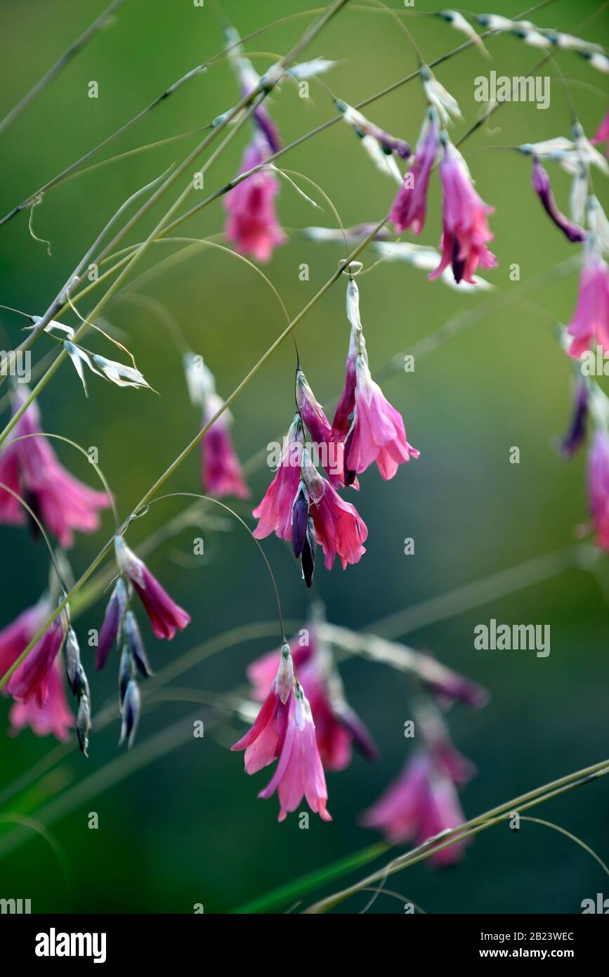 dierama pulcherrimum,pink purple flowers,flower,perennials,arching,dangling,hanging,bell shaped,angels fishing rods,RM Floral Stock Photo