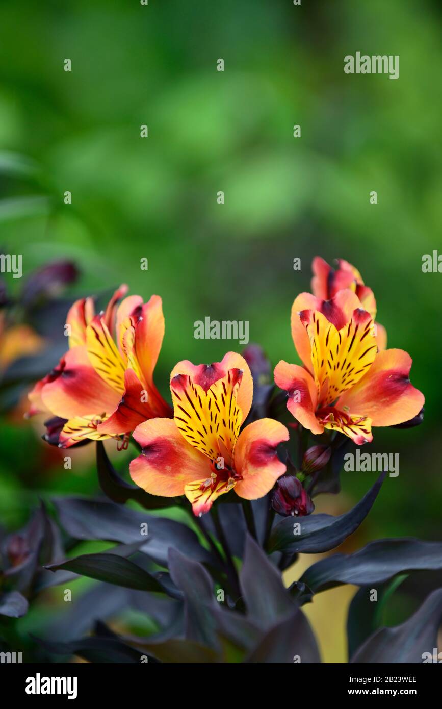 Alstroemeria Indian Summer,Peruvian lily,copper,orange,yellow,flower,flowers,flowering,perennial,cut flowers,RM Floral Stock Photo