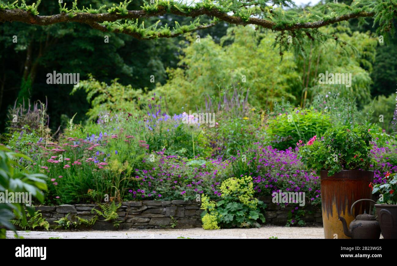 Garden,gardens,herbaceous border,mix,mixed,planting,perennials,geranium,achillea,agastache,veronicastrum,echinops, Stock Photo