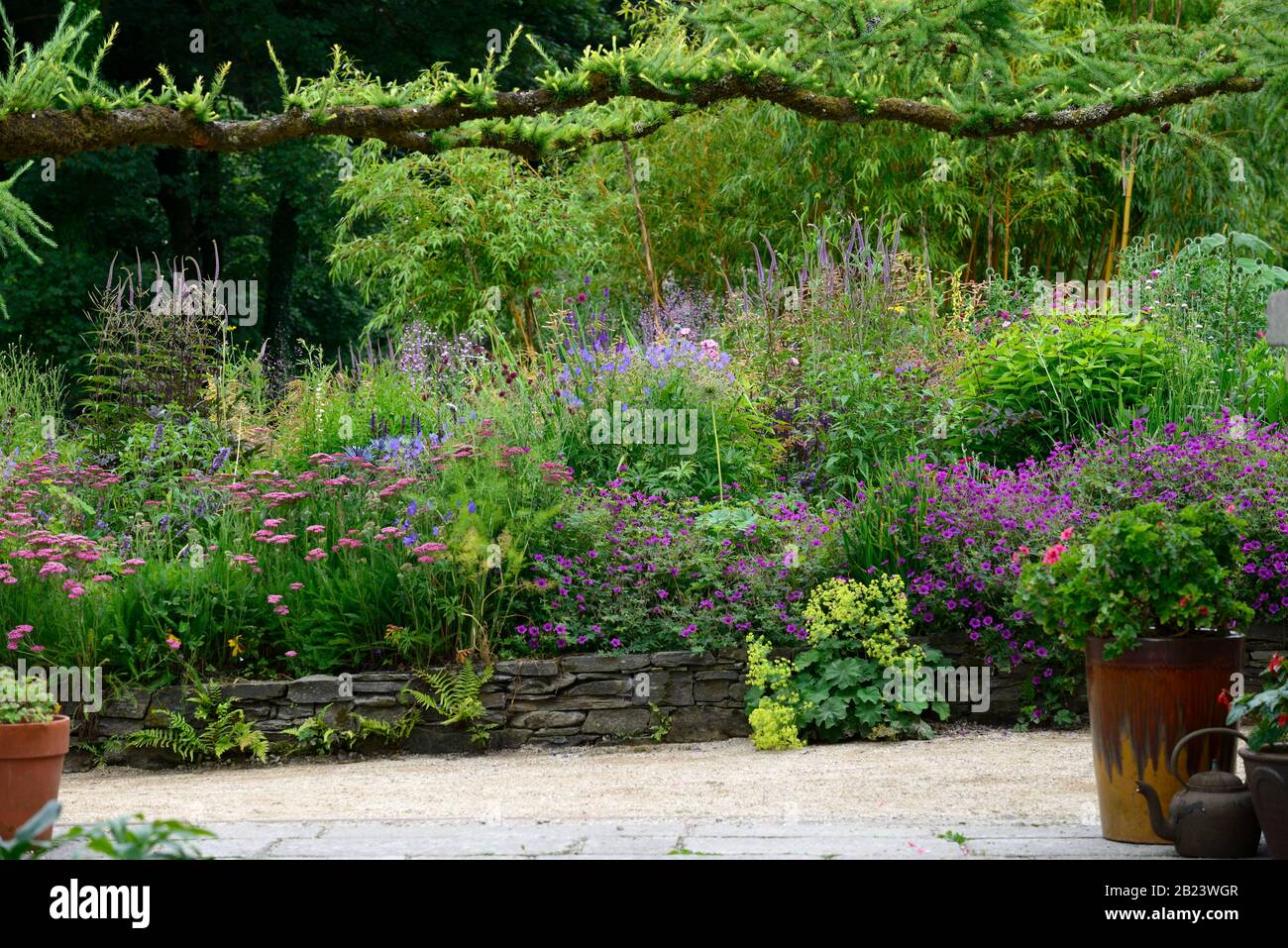 June Blake's Garden,Wicklow,Ireland,Garden,gardens,herbaceous border,mix,mixed,planting,perennials,geranium,achillea,agastache,veronicastrum,echinops, Stock Photo