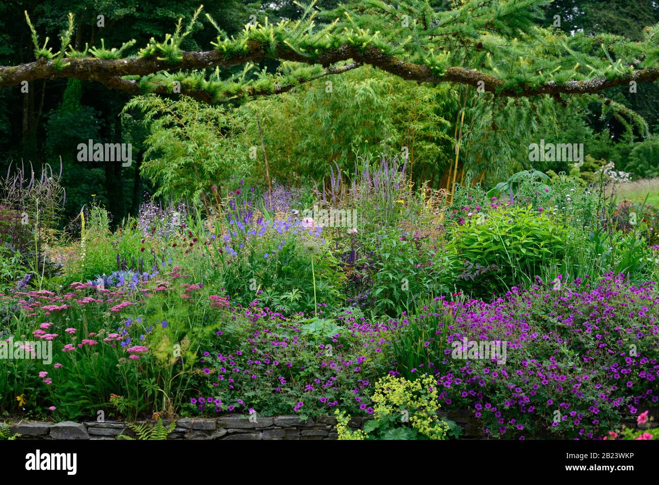 Garden,gardens,herbaceous border,mix,mixed,planting,perennials,geranium,achillea,agastache,veronicastrum,echinops, Stock Photo