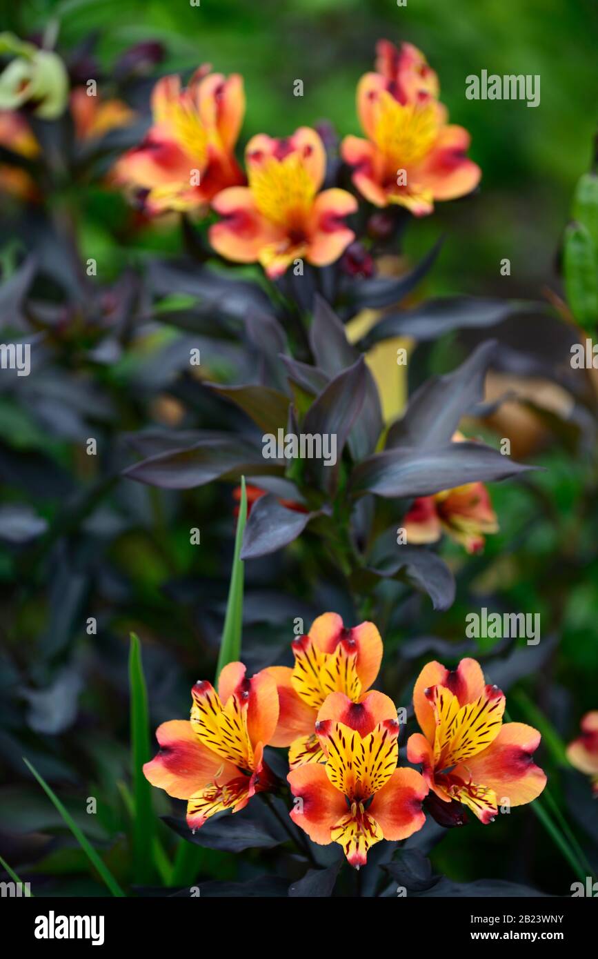 Alstroemeria Indian Summer,Peruvian lily,copper,orange,yellow,flower,flowers,flowering,perennial,cut flowers,RM Floral Stock Photo