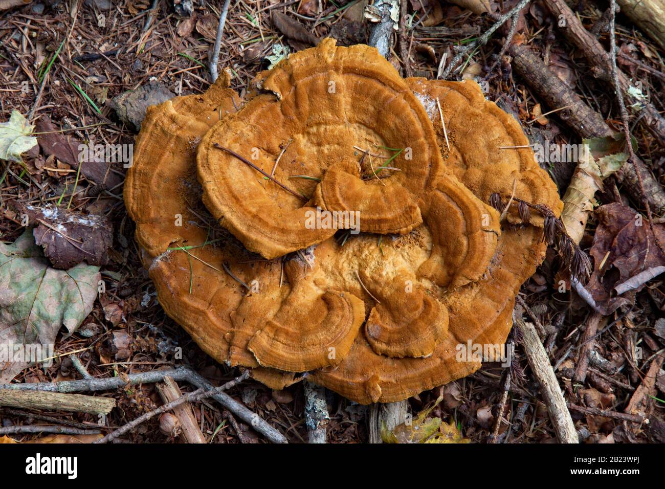 Thin-maze Flat Polypore, an inedible fungus, is often found growing in the vicinity of conifer trees. Stock Photo