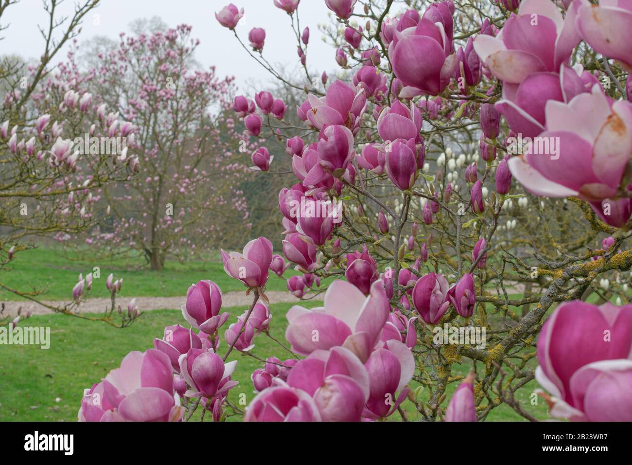 A branch full of pink flowers of the magnolia tree Stock Photo - Alamy
