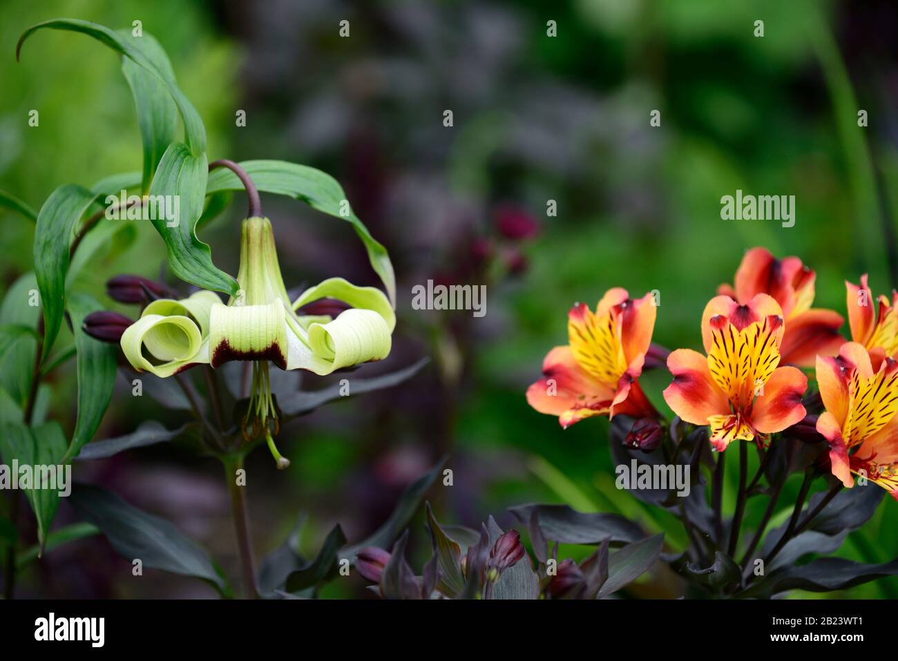 Lilium nepalense,trumpet lily,lillies,red green,fragrant,scented,flower,Alstroemeria Indian Summer,Peruvian lily,copper,orange,yellow,flower,flowers,f Stock Photo